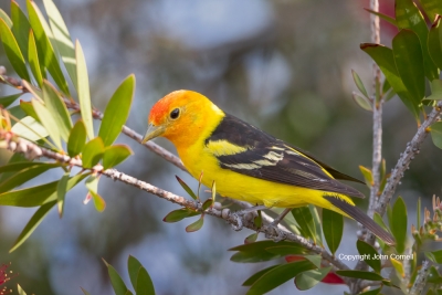 One;Piranga-ludoviciana;Tanager;Western-Tanager;avifauna;bird;birds;color-image;